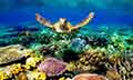 Discover Australia