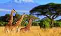 BEST OF KENYA SAFARI - SOUTH AFRICA