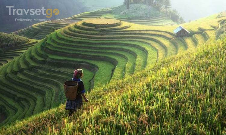Scenic Darjeeling with Gangtok	
