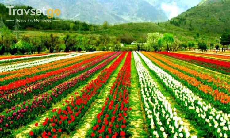 Rediscover Kashmir 