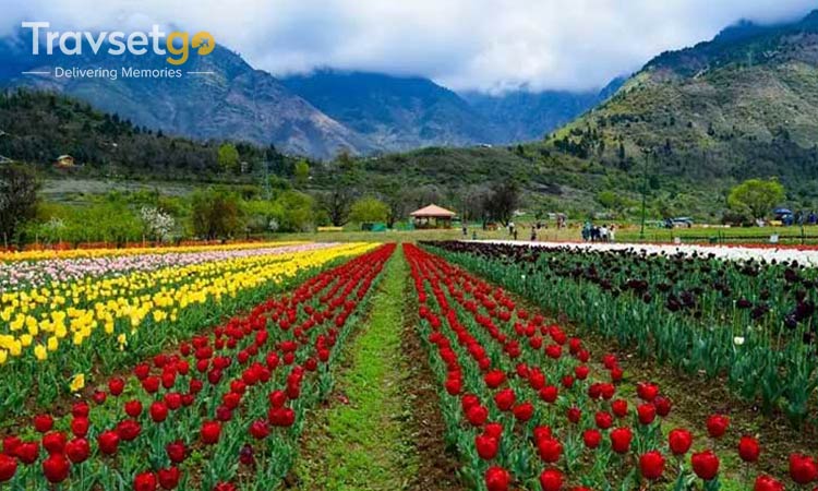 Amazing Kashmir