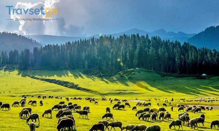 Amazing Kashmir