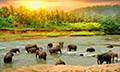 Amazing Kerala