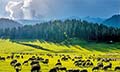 Amazing Kashmir