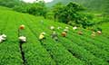 Darjeeling Gateway