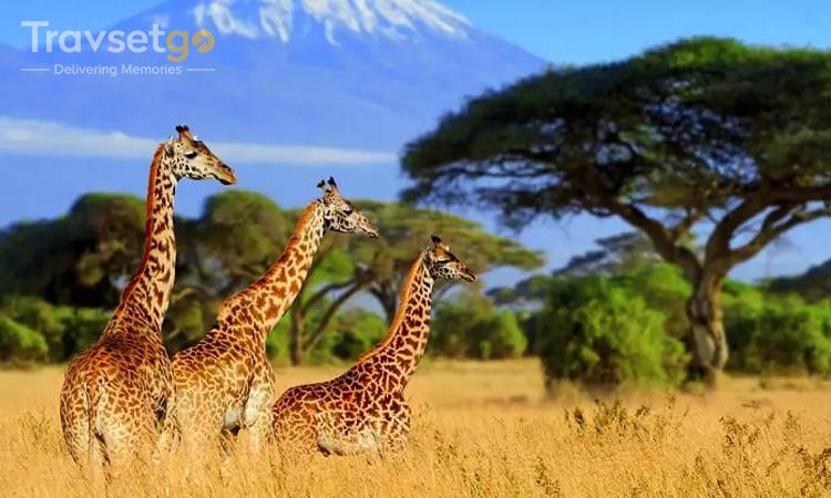 BEST OF KENYA SAFARI - SOUTH AFRICA