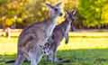 Discover Australia