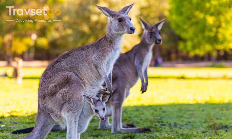Discover Australia